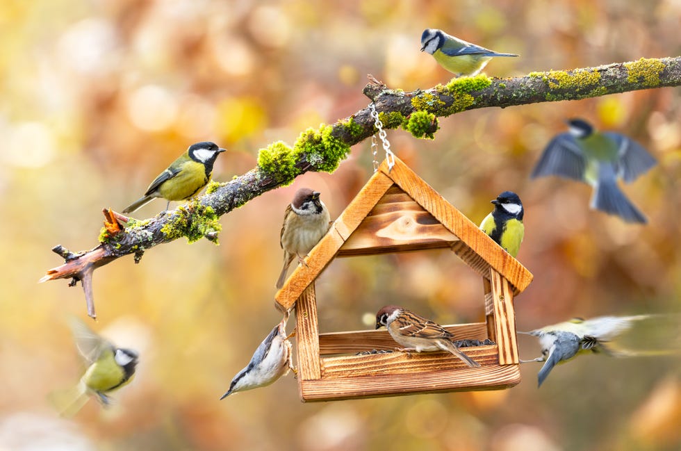 Group of different little birds feeding on wood house shaped bird feeder