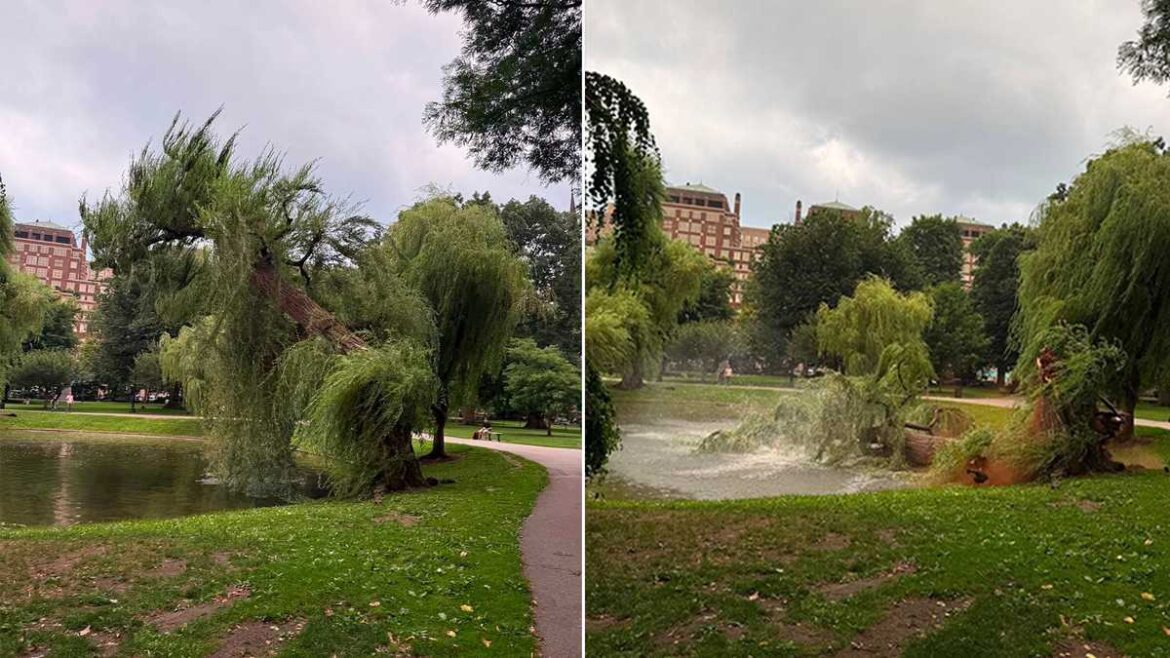 Giant willow tree falls in Boston Public Garden Giant willow tree falls in Boston Public Garden