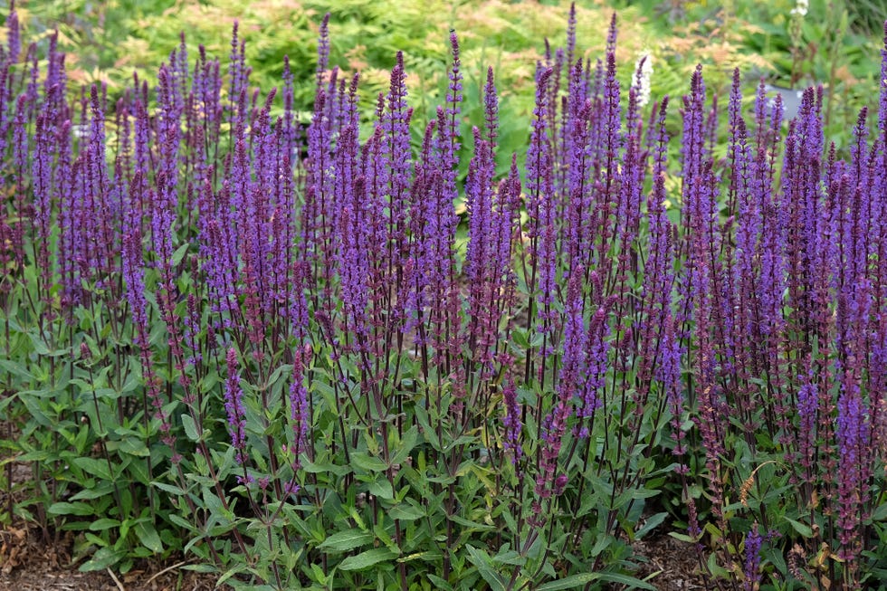 Purple Salvia nemorosa Caradonna, also known as Balkan clary in flower. Purple Salvia nemorosa Caradonna, also known as Balkan clary in flower.