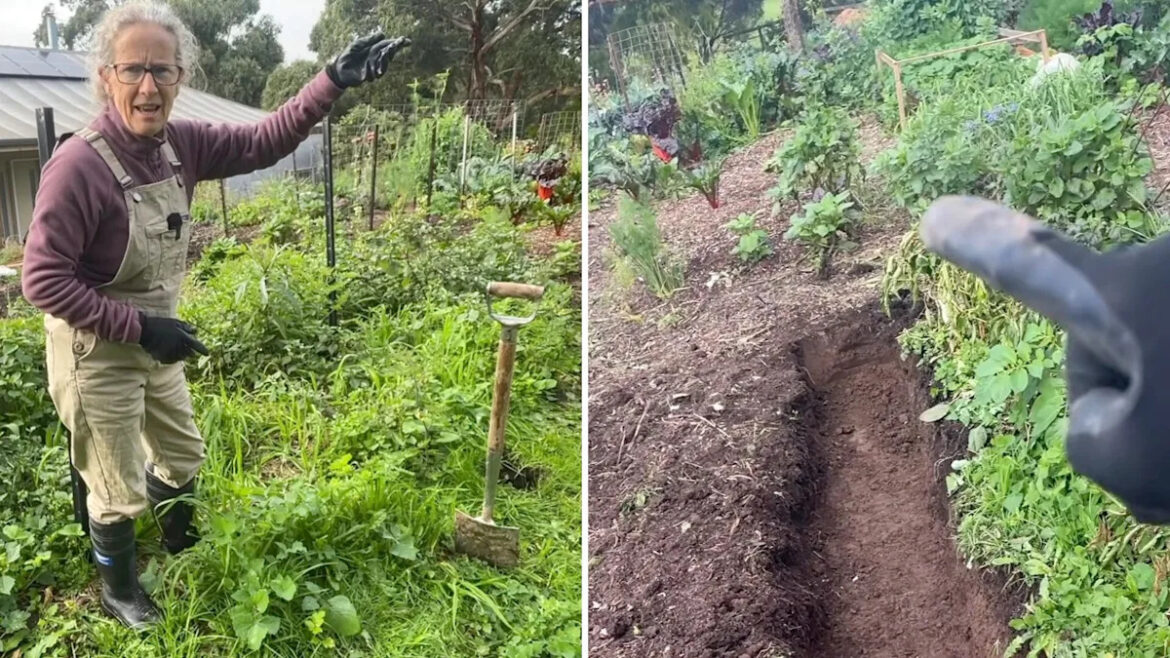 Australian gardener digs a deep compost path, and gives her beds a hidden water source Australian gardener digs a deep compost path, and gives her beds a hidden water source