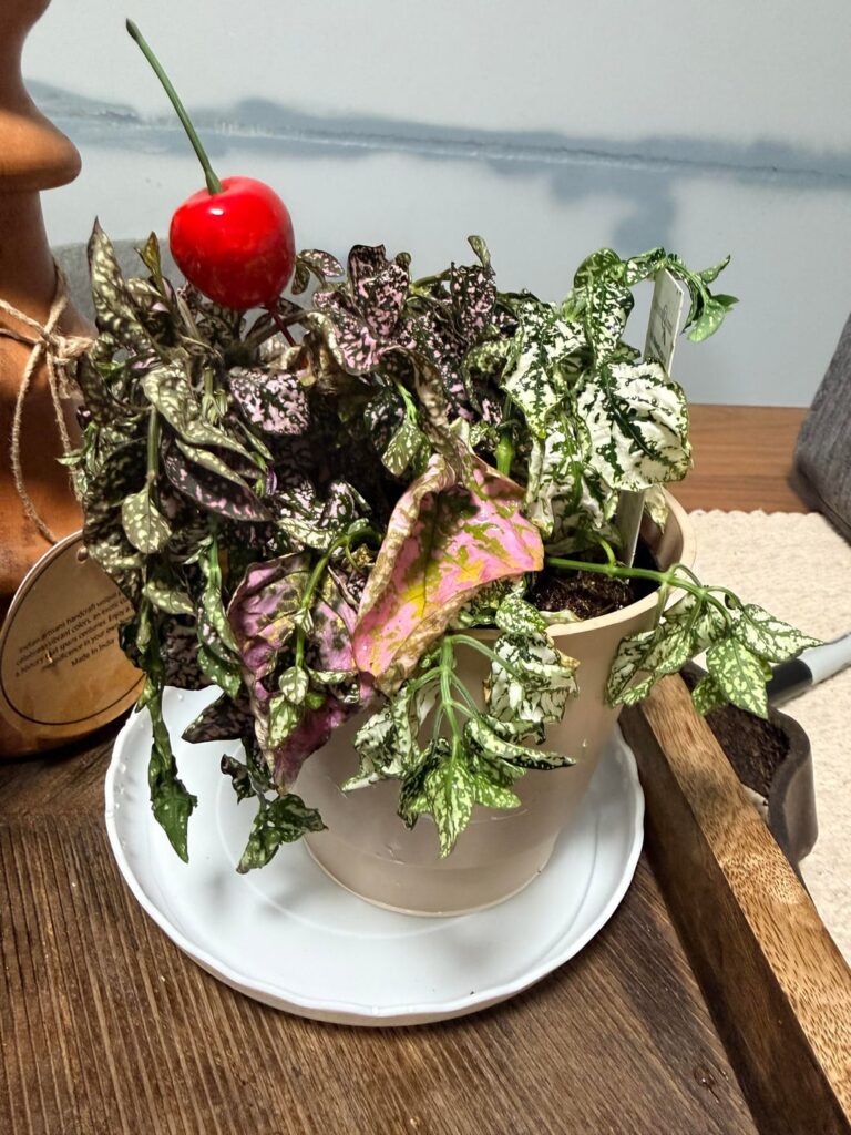 Before and after watering. How dramatic is this little plant?