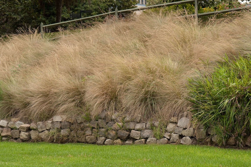 Large soft-looking tufts of light brown and green grass, growing above a stone retaining wall.