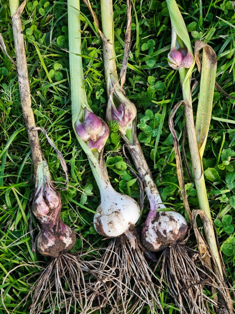 🧄🧄Double decker garlic? 🤯