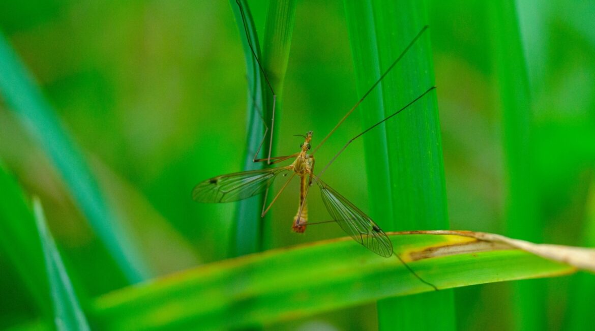 Dakota Gardener: The ‘Mosquito Buckets of Doom’ Controversy