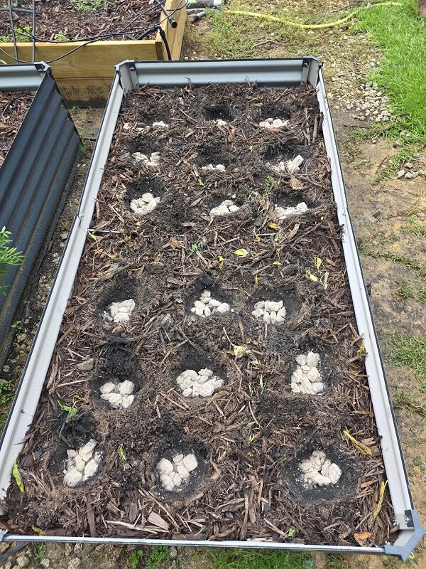 An elevated garden bed with soil and several clusters of soil arranged in circular patterns.