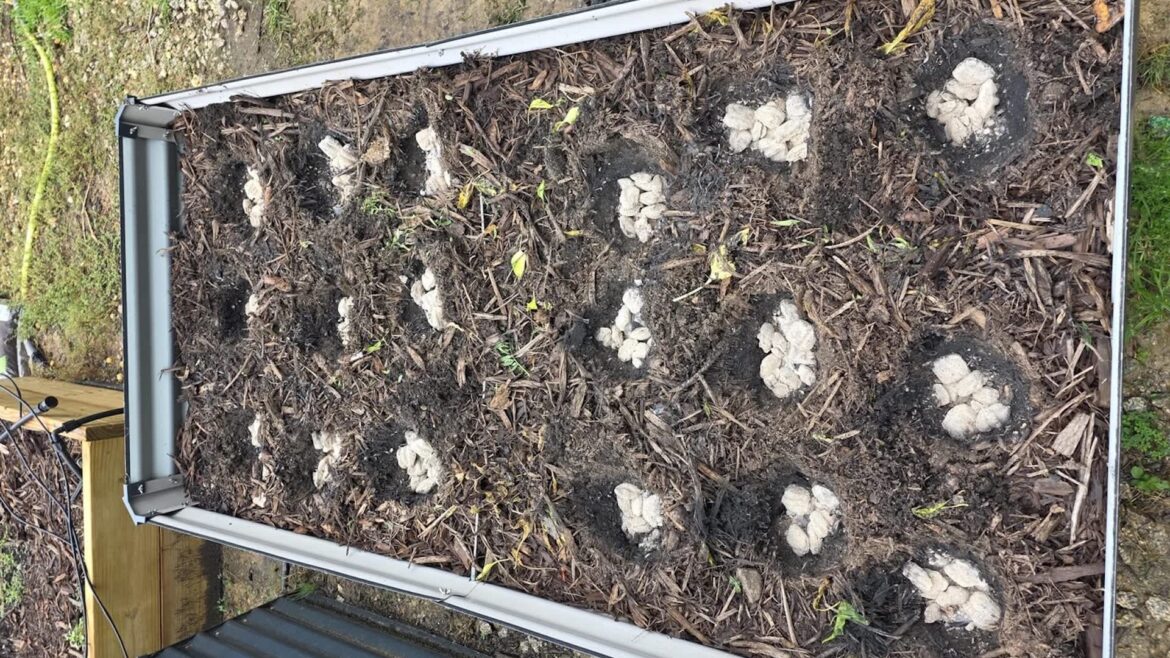 A gardener goes ‘nuclear’ on soil, burning charcoal in beds to kill root-knot nematodes An elevated garden bed with soil and several clusters of soil arranged in circular patterns.