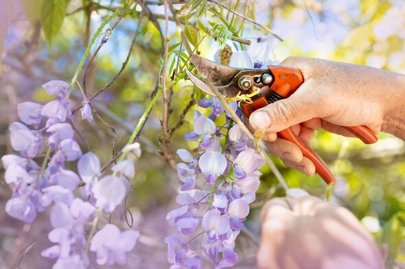 Gardening in the spring cut your wisteria Gardening in the spring cut your wisteria
