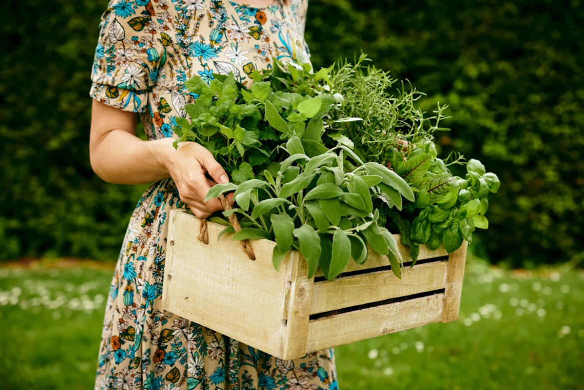5 simple herb gardening tips for beginners