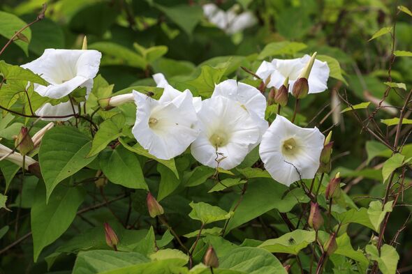 Bindweed (Convolvulus arvensis) Bindweed (Convolvulus arvensis)