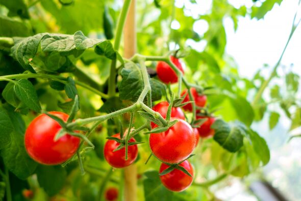 Organic tomato plant, red tomatoes Organic tomato plant, red tomatoes