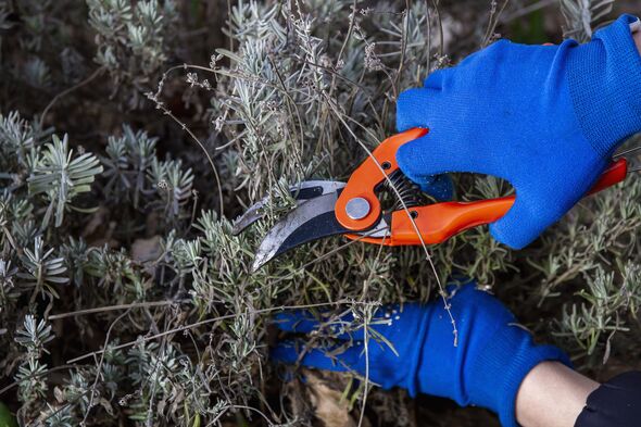 Hand in gloves holding bypass secateur and pruning lavender bush. Seasonal work in garden. Pruning bushes. Hand in gloves holding bypass secateur and pruning lavender bush. Seasonal work in garden. Pruning bushes.