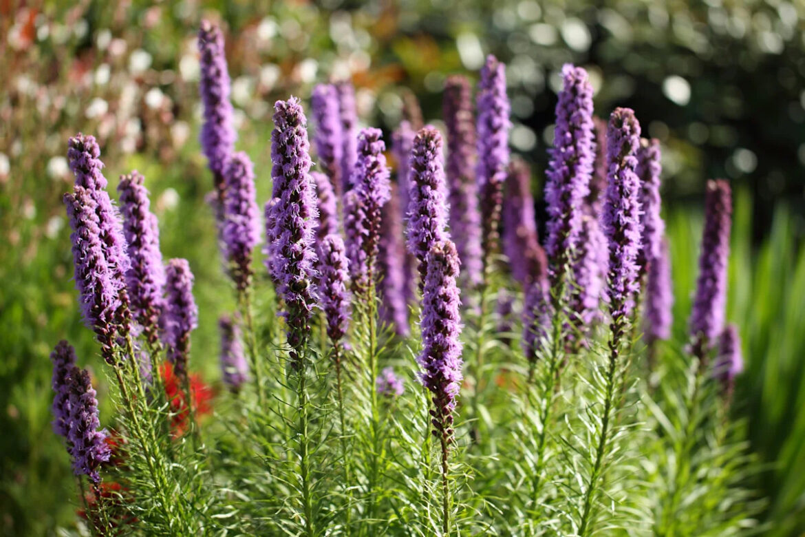 26 Sun-loving perennials that deserve a spot in your garden