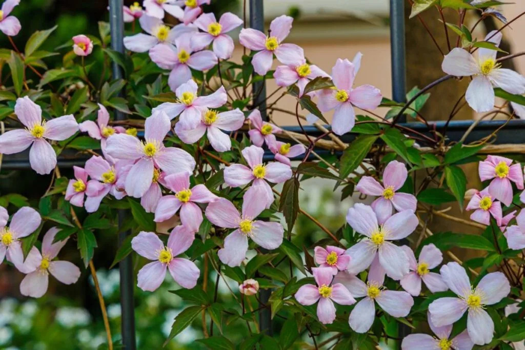 Gardener Says She Spent Two Years Growing a Living Fence of Flowering Vines to Replace an Ugly Chain Link Barrier, Then Her Neighbor Cut It All Down Overnight Claiming It Was Blocking His Security Cameras Apple App Store