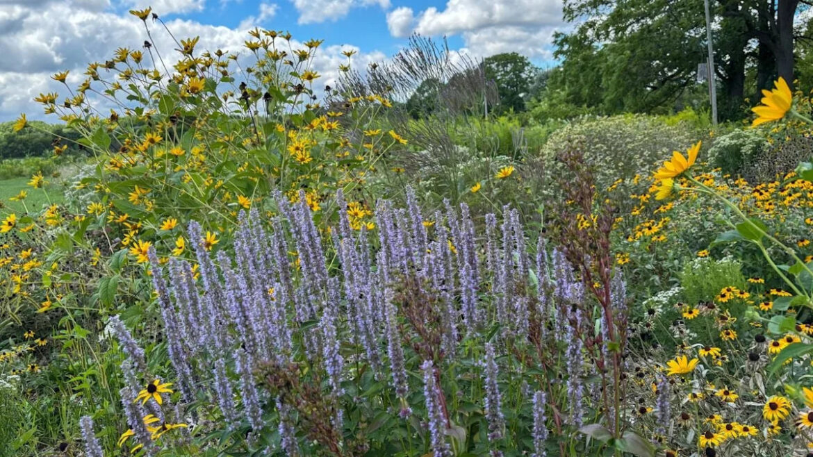 Homeowners Are Trying “Chaos Gardening,” but Experts Say It Still Needs a Plan Homeowners Are Trying “Chaos Gardening,” but Experts Say It Still Needs a Plan