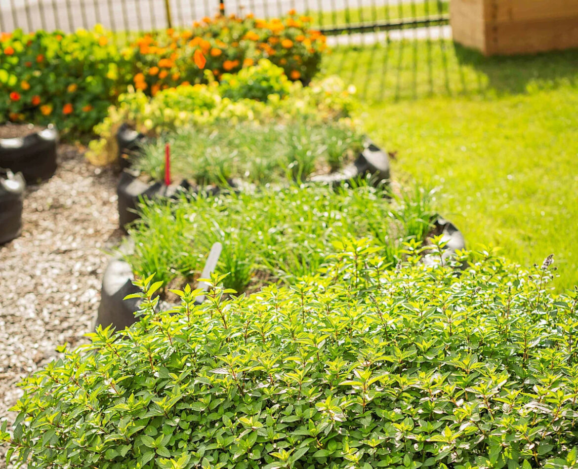 8 Easy Herbs You Can Plant Once and Harvest for Years