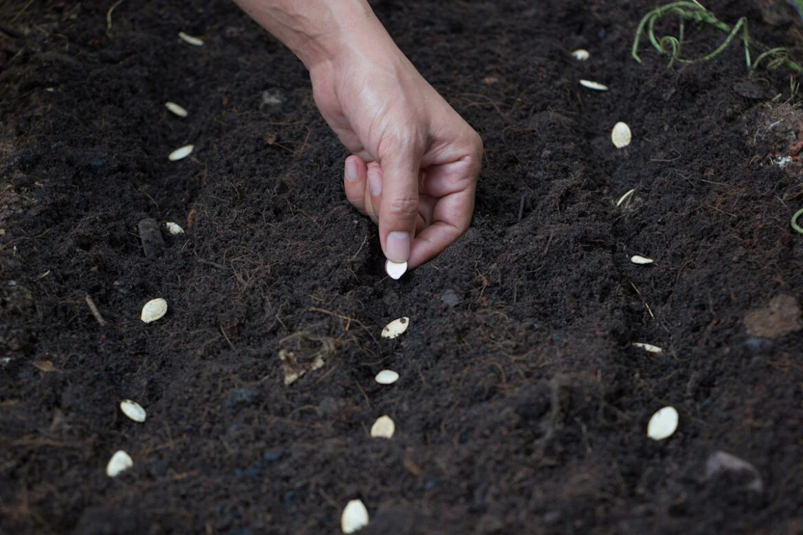 Want Pumpkins by Halloween? Plant Them by July 4