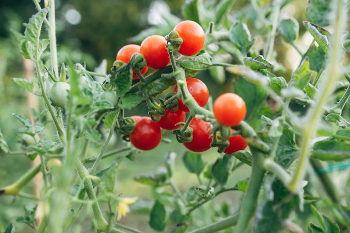 The Tomato-Growing Secrets Italian Farmers Swear By The Tomato-Growing Secrets Italian Farmers Swear By