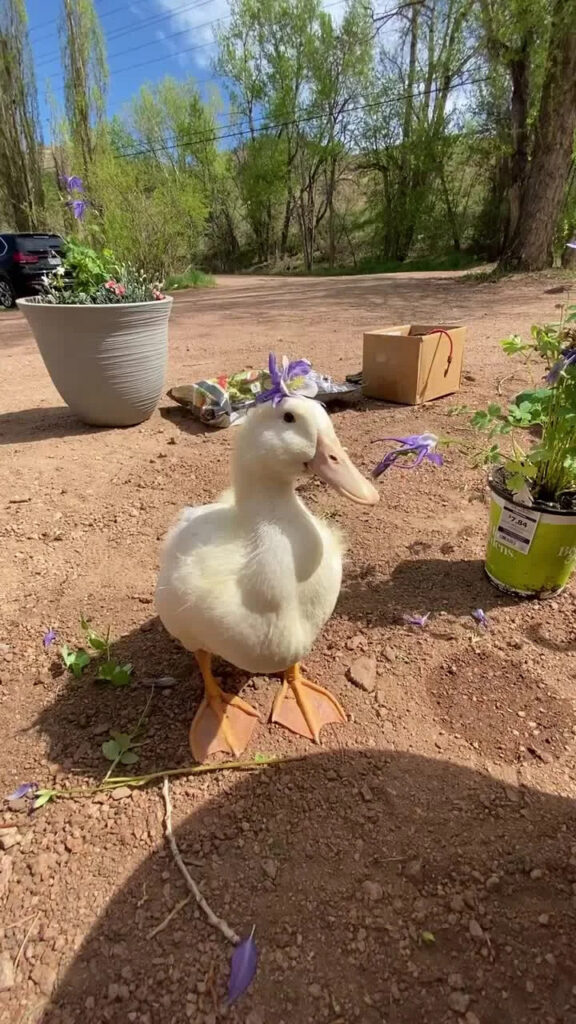 I Tried Gardening With a Duck. Here Is What Happened. I Tried Gardening With a Duck. Here Is What Happened.
