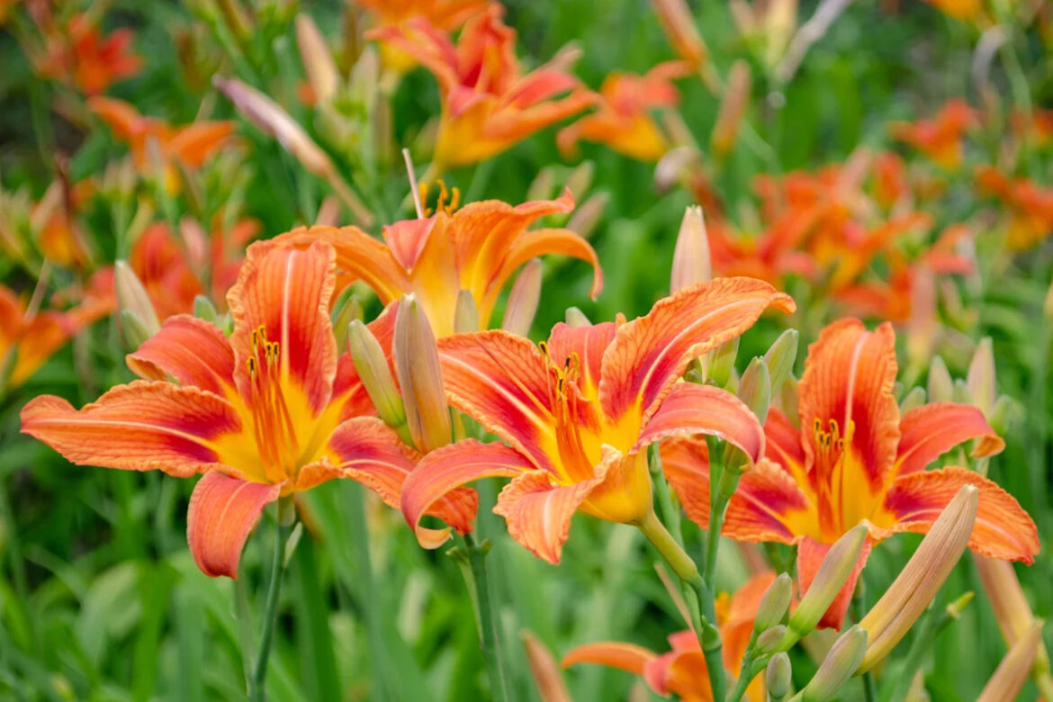 Garden Coach Shares Exactly How to Deadhead Daylilies for a Longer Bloom Season