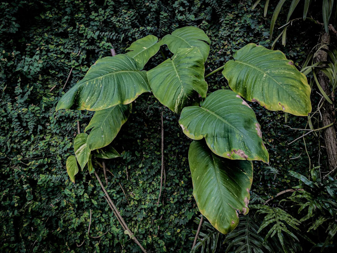 Woman Reveals the Trick That Perfectly Tamed Her Giant House Plant Woman Reveals the Trick That Perfectly Tamed Her Giant House Plant