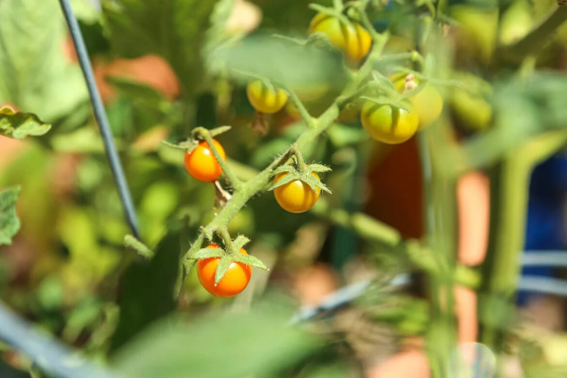 Gardeners Are Flipping a Common Tool Upside Down—And Their Tomatoes Have Never Been Happier Gardeners Are Flipping a Common Tool Upside Down—And Their Tomatoes Have Never Been Happier