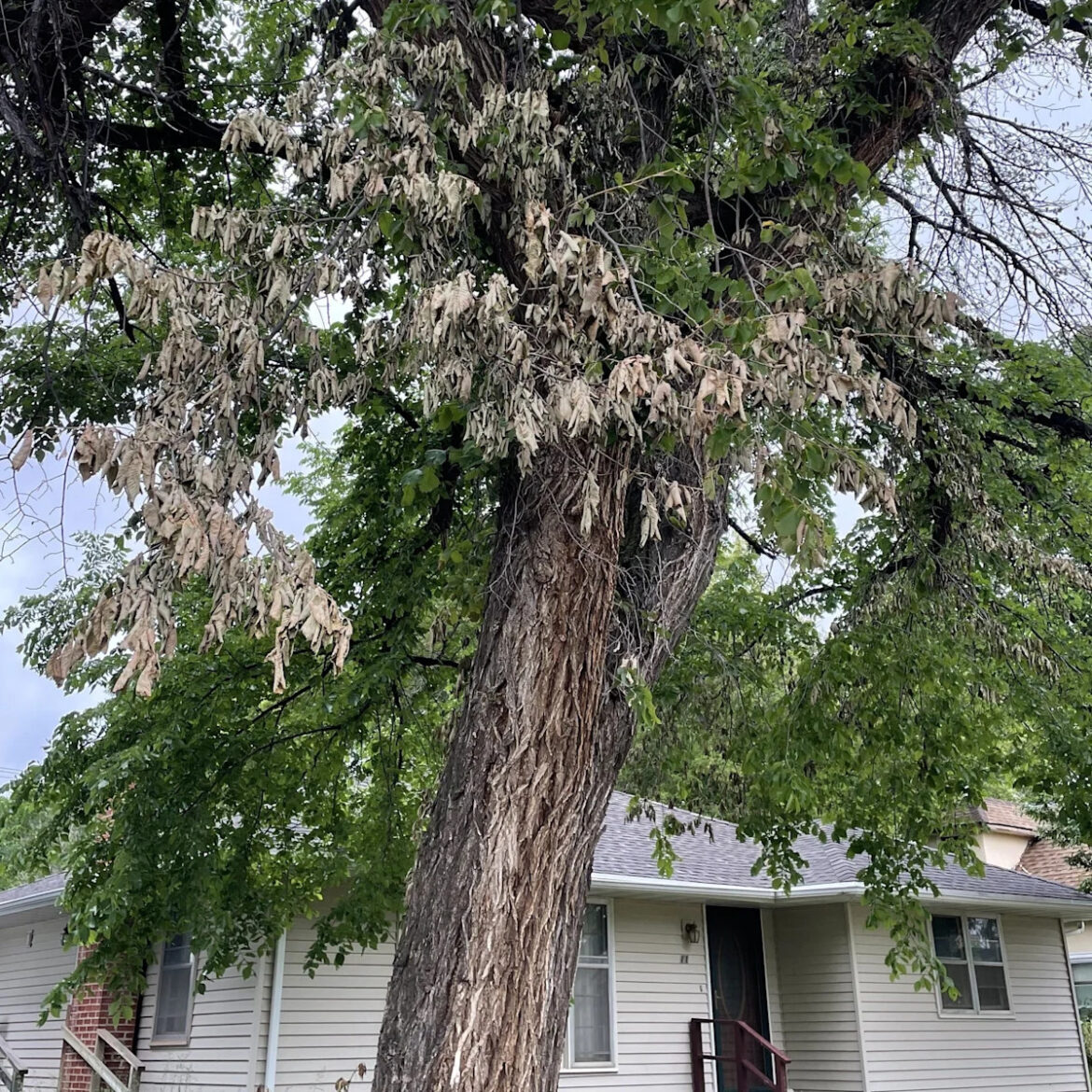 Dakota Gardener: Woes of the American elm – It’s complicated…