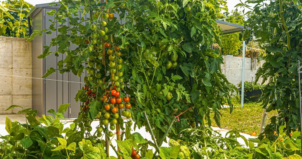 Why Gardeners Are Planting ‘Insurance Crops’ This Year—and What They Are Apple App Store