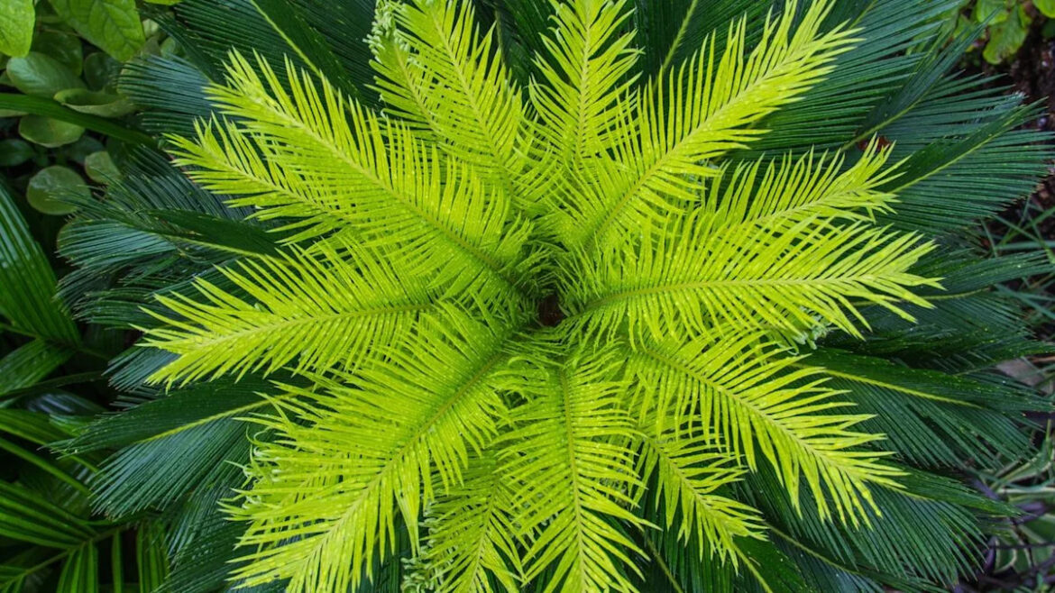 Gardeners Are Obsessed With This Striking Evergreen Perennial – And It’s Easy to See Why Gardeners Are Obsessed With This Striking Evergreen Perennial – And It’s Easy to See Why