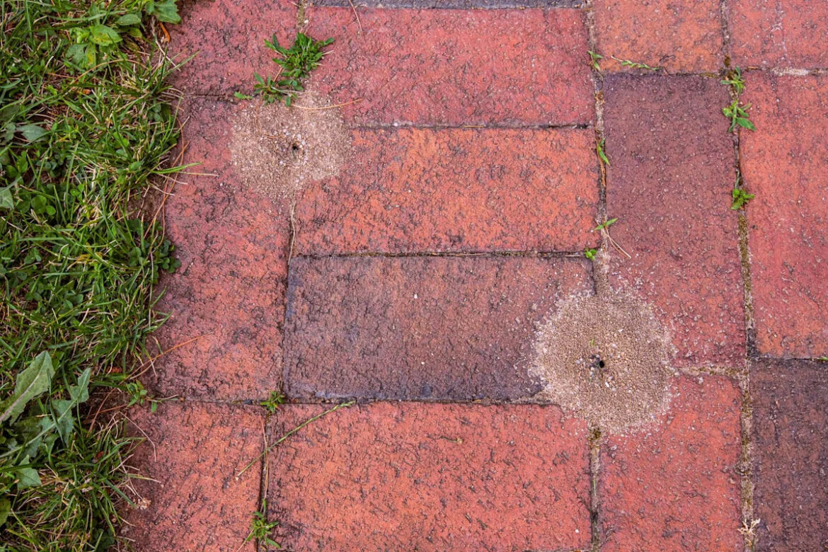 Garden Experts Reveal the Easiest Way to Stop Ants From Nesting Between Pavers Garden Experts Reveal the Easiest Way to Stop Ants From Nesting Between Pavers