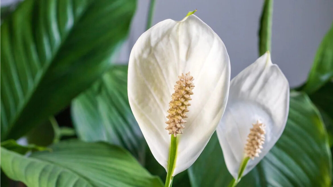 What to Do With Your Peace Lily in July: 5 Things to Encourage More Blooms and Even Glossier Foliage What to Do With Your Peace Lily in July: 5 Things to Encourage More Blooms and Even Glossier Foliage