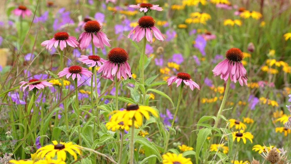 Keystone Planting is Changing the Way we Garden in 2026 – And It's Much Simpler Than You Might Think
