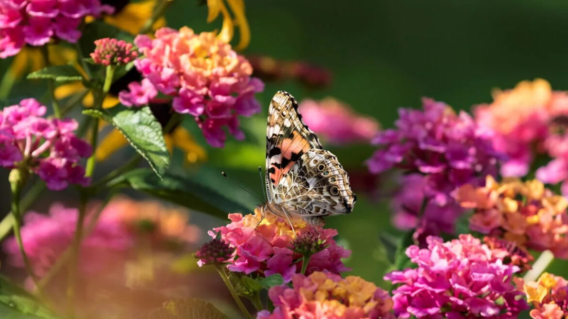 What to Do With Lantana in July to Maximize Blooms During Summer Heat – and Attract More Butterflies to You...