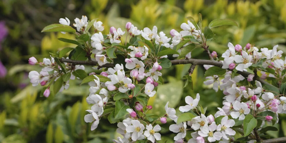 7 beautiful trees for small gardens that add height without taking up space 7 beautiful trees for small gardens that add height without taking up space