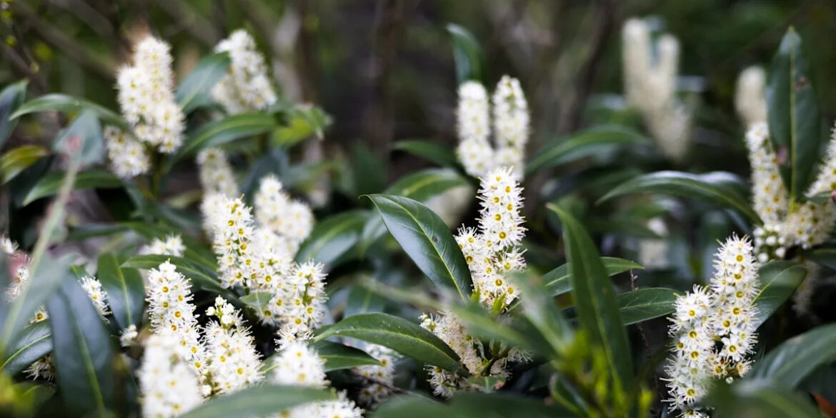 These 5 garden plants could reduce your home's value by up to 25%