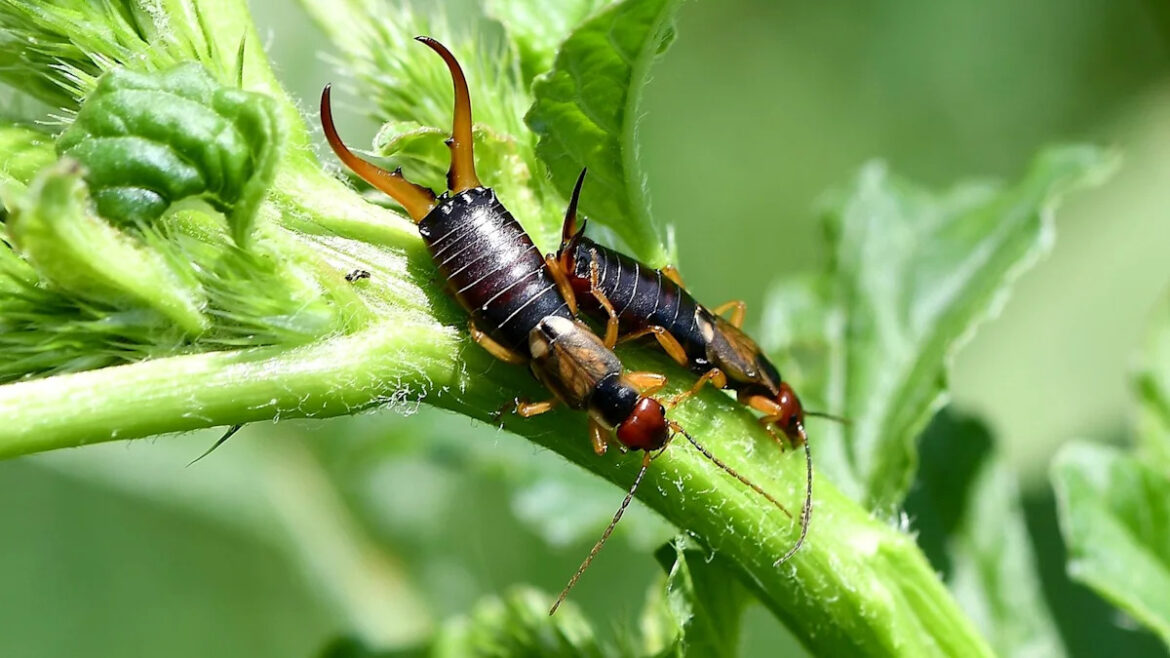 There's Simply No Need For Pesticides: A Better Way To Keep Earwigs Out Of The Garden