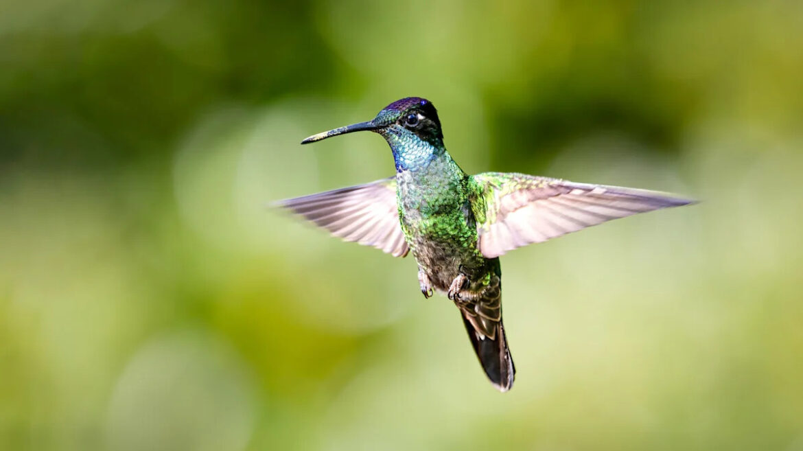 Not Pentas: The Bushy Purple Annual Flower Hummingbirds Can't Resist