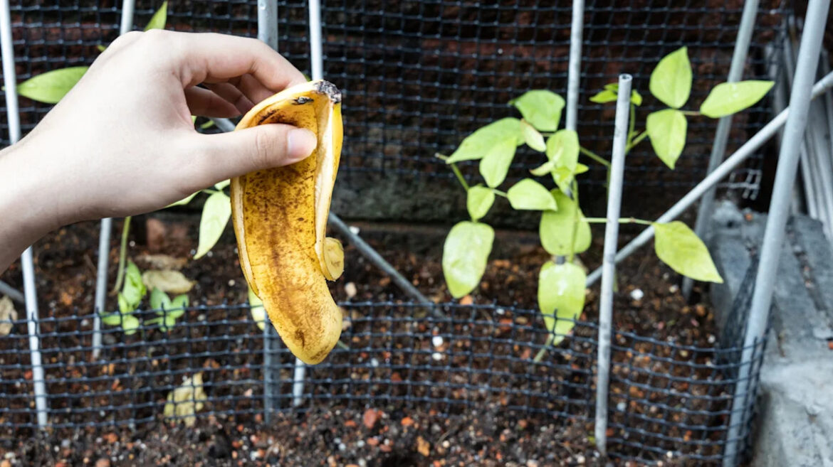She Buries Overripe Banana Peels In The Garden: Game Changer Or Raccoon Bait?