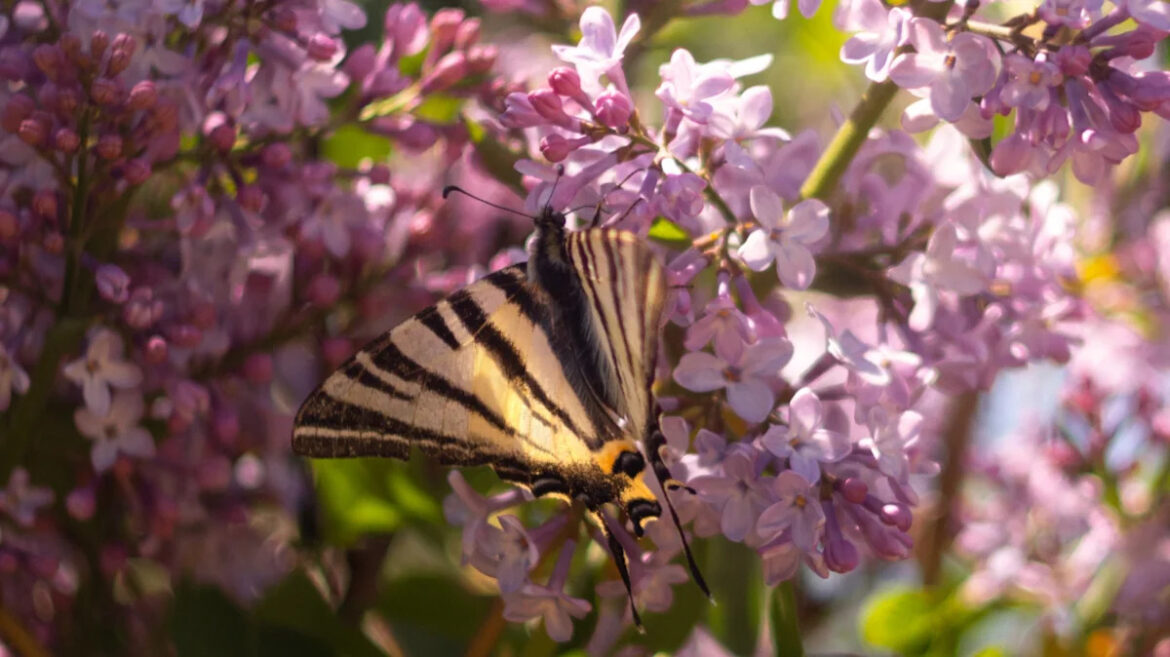 Skip Hydrangeas: The Fragrant Bush With Flowers That Butterflies Love