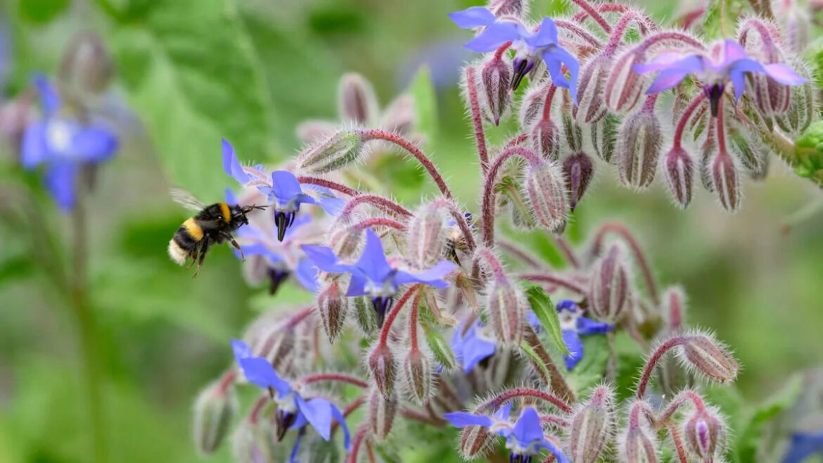 ‘Bee bars’ are the charming wildlife trend gardeners are doing to make their garden more bee-friendly – it’s one of the easiest ways to help pollinators in a heatwave
