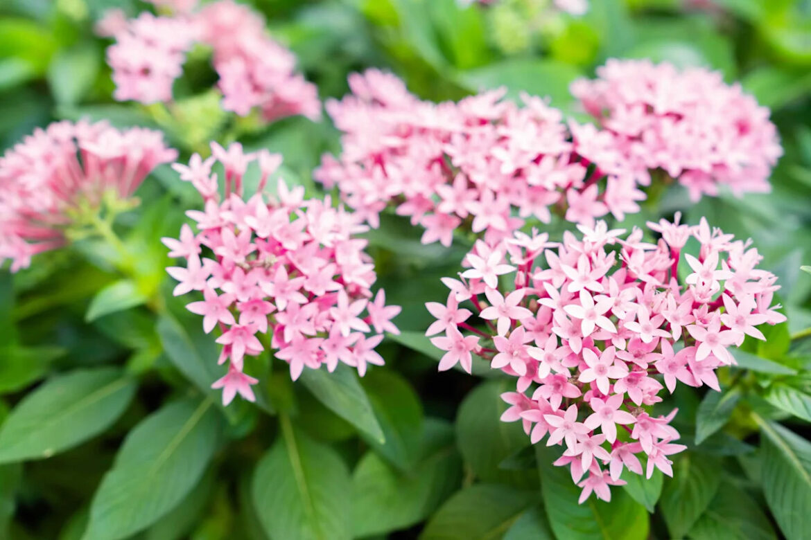 9 Full-Sun Annuals to Plant in July for Vibrant, Low-Maintenance Color 9 Full-Sun Annuals to Plant in July for Vibrant, Low-Maintenance Color
