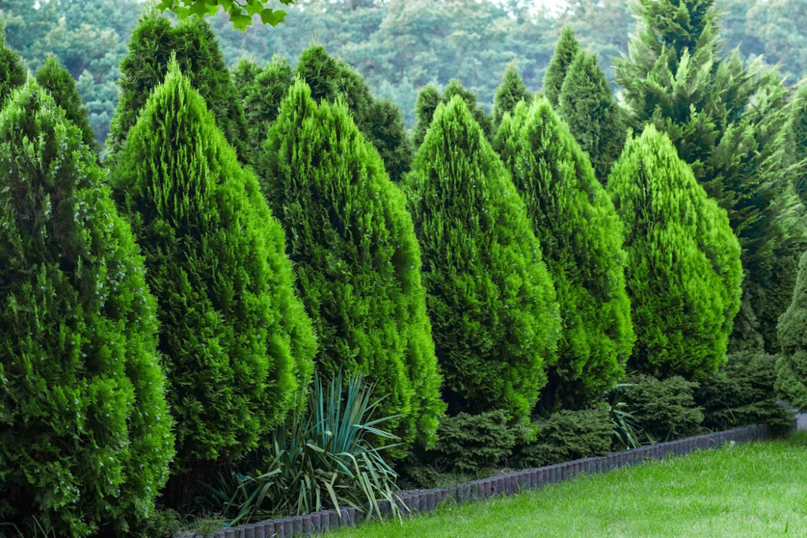 7 Evergreen Plants to Never Cut Back, According to Gardening Experts 7 Evergreen Plants to Never Cut Back, According to Gardening Experts