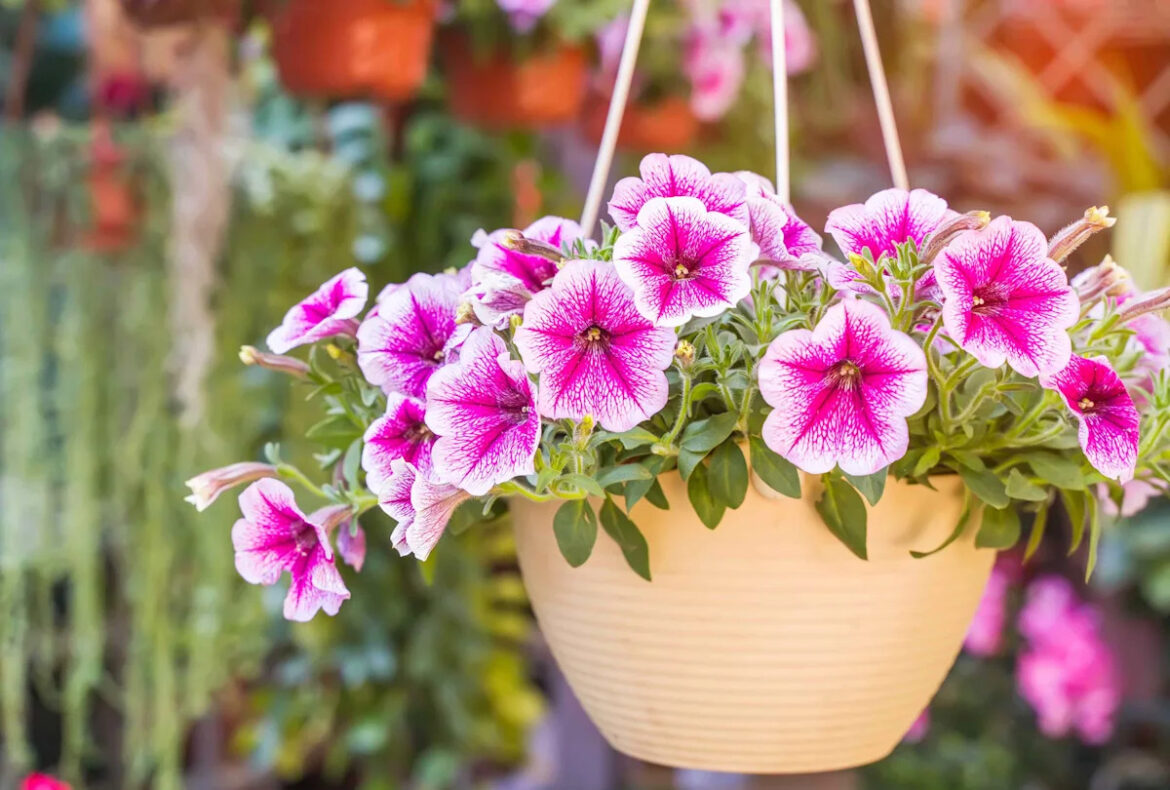 7 Hanging Basket Plants That Won’t Wilt in Summer Heat 7 Hanging Basket Plants That Won’t Wilt in Summer Heat