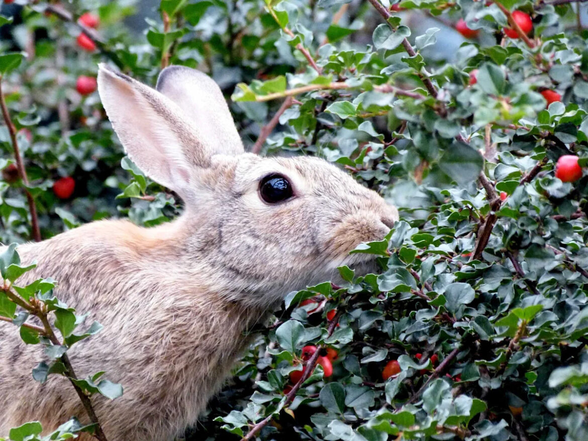 How to Stop Rabbits From Eating Your Berries, According to Experts How to Stop Rabbits From Eating Your Berries, According to Experts