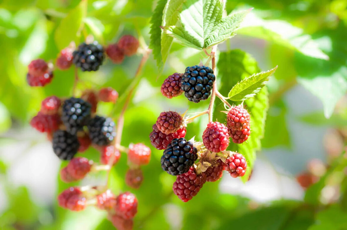 6 Fruits That Grow in Shady Gardens, According to Experts