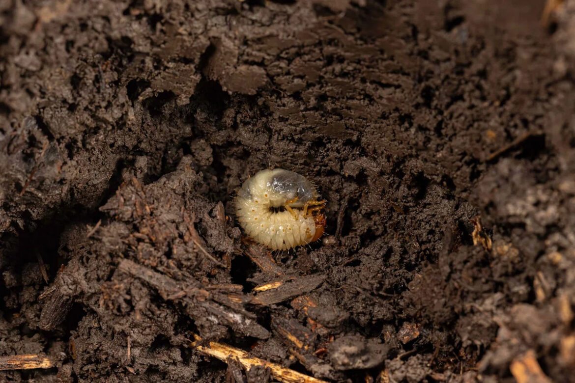 Found Grubs in Your Lawn? How to Get Rid of Them—and Keep Them From Coming Back Found Grubs in Your Lawn? How to Get Rid of Them—and Keep Them From Coming Back