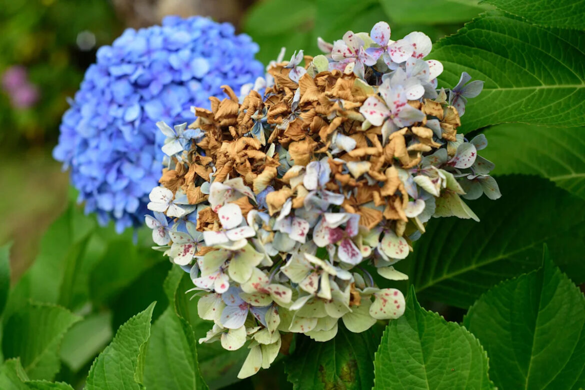Experts Explain Why Hydrangeas Wilt Despite Proper Watering and How to Fix It Experts Explain Why Hydrangeas Wilt Despite Proper Watering and How to Fix It