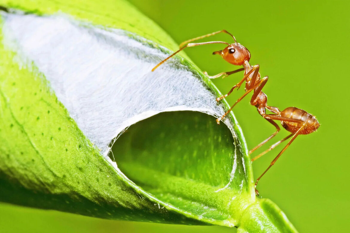 How to Keep Ants Out of Your Garden While Protecting Your Plants How to Keep Ants Out of Your Garden While Protecting Your Plants
