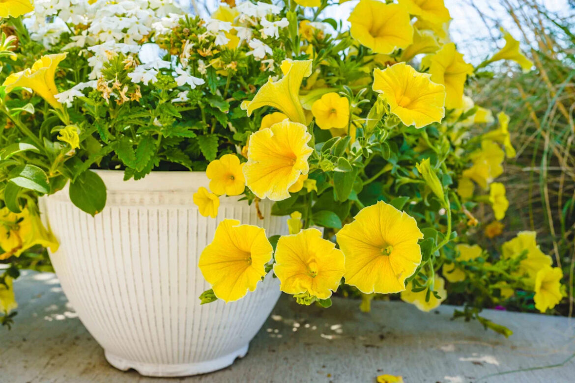 How To Revive Tired Petunias So They Keep Blooming Well Into Fall How To Revive Tired Petunias So They Keep Blooming Well Into Fall