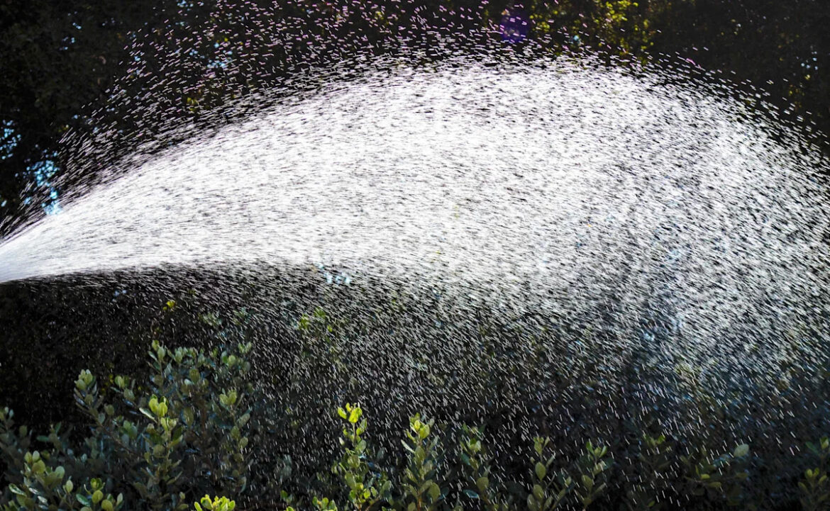 How Often Should You Water Shrubs During A Heat Wave?