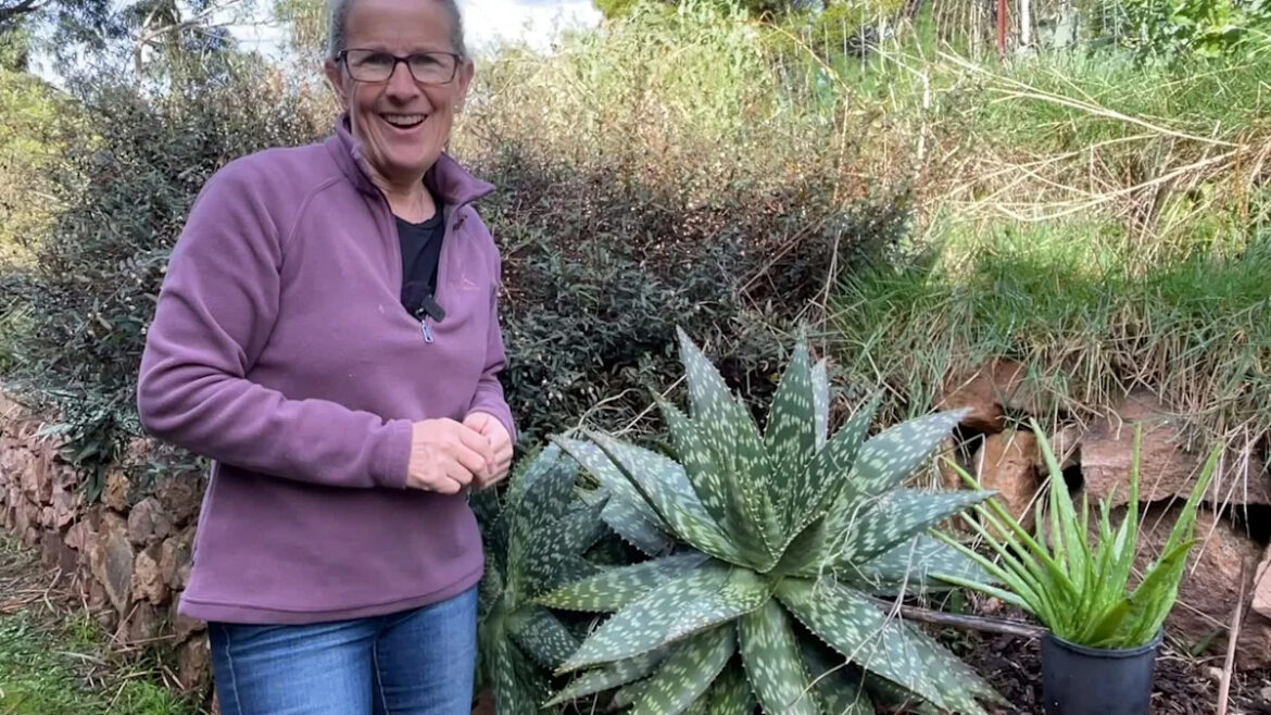 Gardener torn after discovering unexpected side effect of growing aloe Gardener torn after discovering unexpected side effect of growing aloe